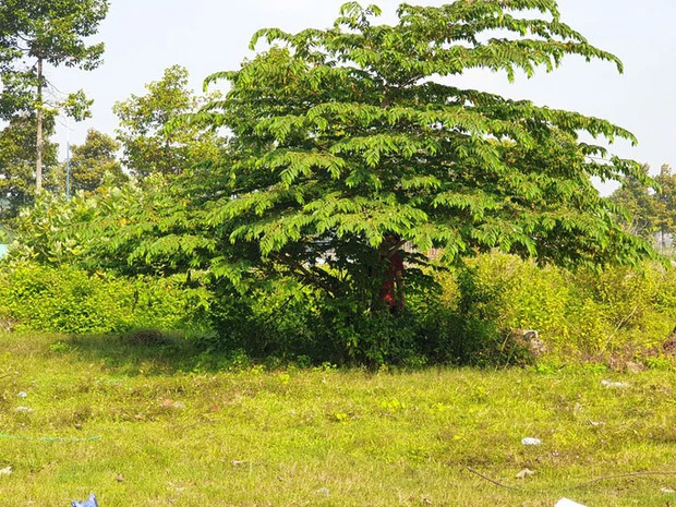 Bình Dương: Phát hiện 1 thi thể lơ lửng trên cây trứng cá-2