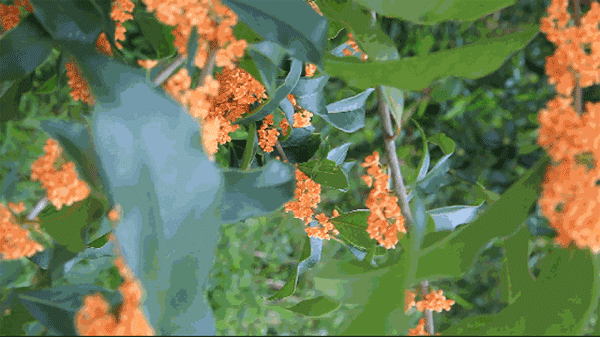 Người xưa nói: 3 cây cảnh đặt ở ban công không phú cũng quý, Thần Tài ghé thăm, vận may tới cửa-1