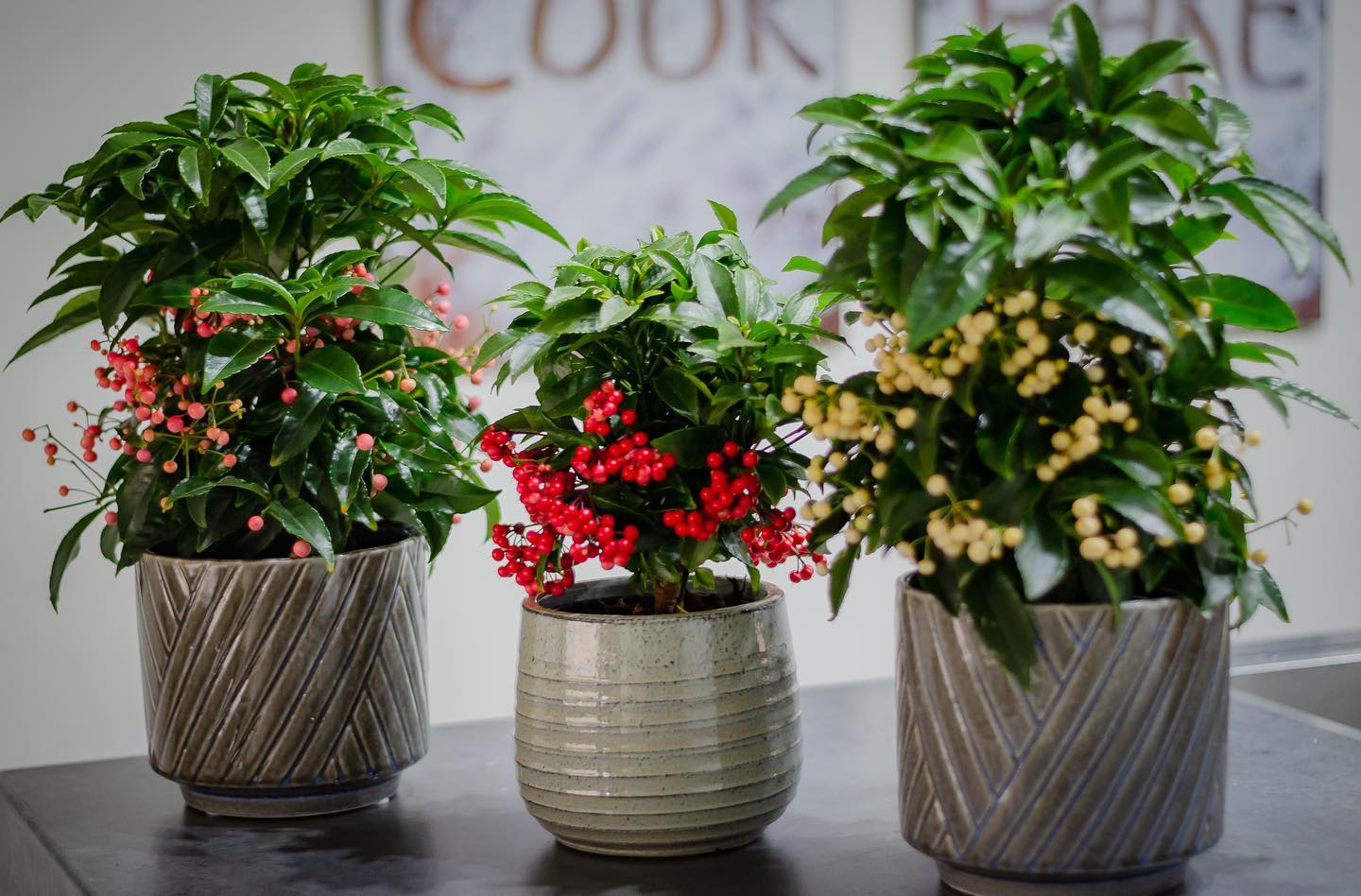 Người xưa nói: 3 cây cảnh đặt ở ban công không phú cũng quý, Thần Tài ghé thăm, vận may tới cửa-2