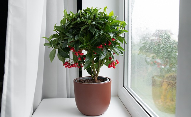 Người xưa nói: 3 cây cảnh đặt ở ban công không phú cũng quý, Thần Tài ghé thăm, vận may tới cửa-3