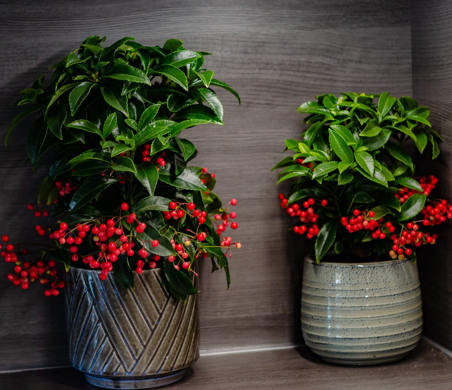 Người xưa nói: 3 cây cảnh đặt ở ban công không phú cũng quý, Thần Tài ghé thăm, vận may tới cửa-4