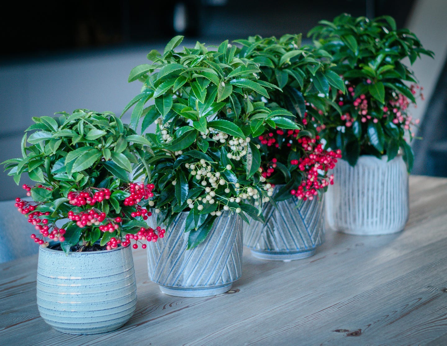 Người xưa nói: 3 cây cảnh đặt ở ban công không phú cũng quý, Thần Tài ghé thăm, vận may tới cửa-5