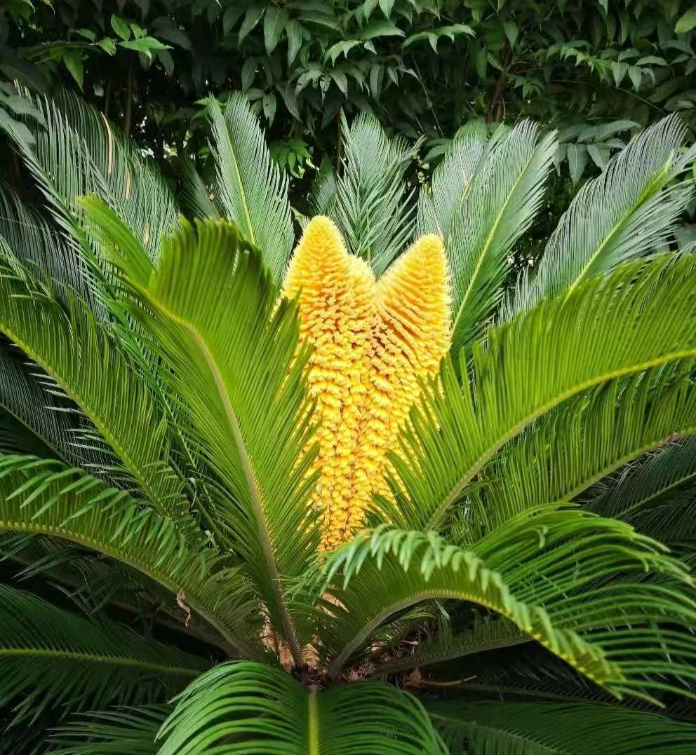 Người xưa nói: 3 cây cảnh đặt ở ban công không phú cũng quý, Thần Tài ghé thăm, vận may tới cửa-13