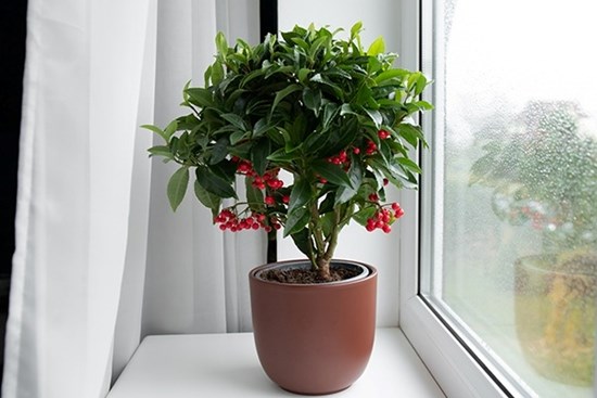 Người xưa nói: 