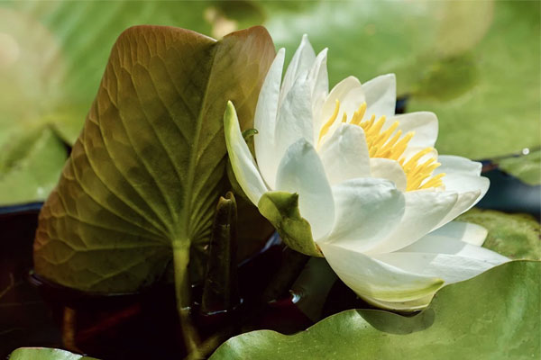 Thánh nhân đãi kẻ khù khờ: Ai sinh tháng Âm lịch này vượng vận may mắn, có duyên với tiền bạc-4