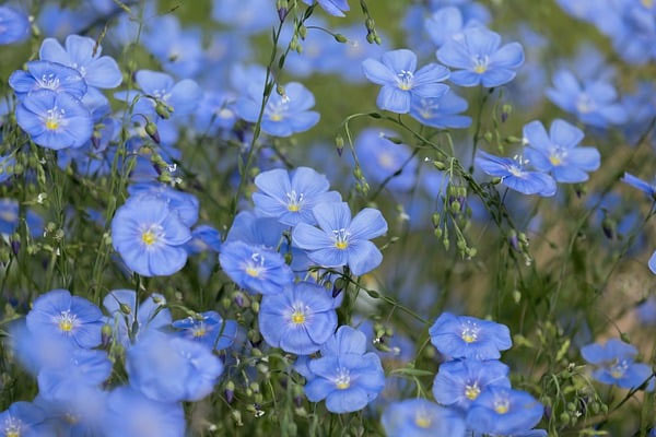 Thánh nhân đãi kẻ khù khờ: Ai sinh tháng Âm lịch này vượng vận may mắn, có duyên với tiền bạc-2