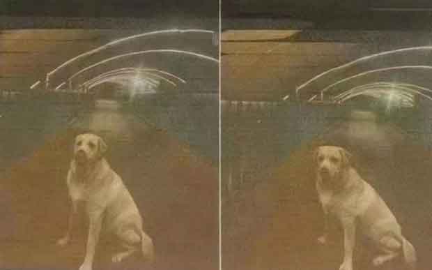 Treo thưởng 32 tỷ đồng tìm chó lạc, sự thật sau đó khiến dân mạng tức điên-1