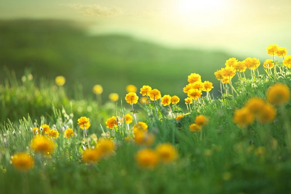 Bướng bỉnh, cứng đầu: Ai sinh ngày Âm lịch này kiên định theo đuổi ước mơ, gặt hái thành công rực rỡ-5