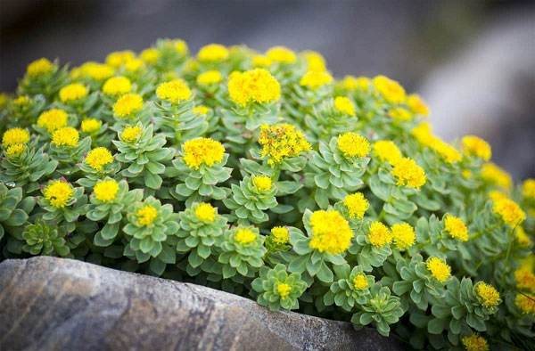 Tử vi ngày 12/7/2023: Tuổi Tý có kẻ phá hại, tuổi Mùi may mắn tiền bạc-2