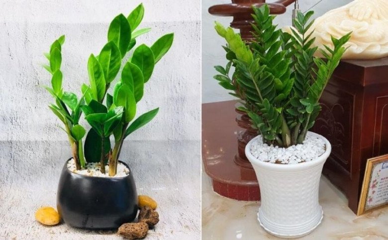 Trên ban công có 3 bảo bối”, Thần Tài ghé thăm thường xuyên, chẳng trách nhà giàu hay đặt-1