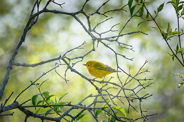 Bướng bỉnh, cứng đầu: Ai sinh ngày Âm lịch này kiên định theo đuổi ước mơ, gặt hái thành công rực rỡ-2