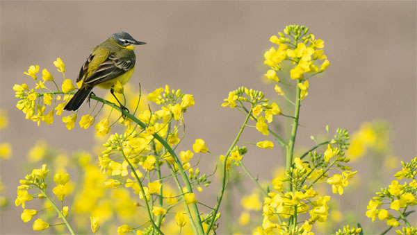 Bướng bỉnh, cứng đầu: Ai sinh ngày Âm lịch này kiên định theo đuổi ước mơ, gặt hái thành công rực rỡ-4