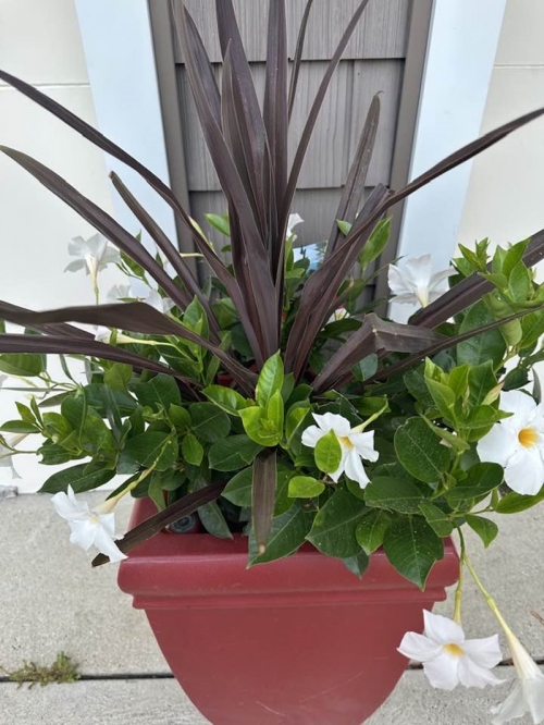 Sau ly hôn, vợ cũ quyền lực của Đàm Vĩnh Hưng sống trong biệt thự sang chảnh không kém ông hoàng nhạc Việt-6