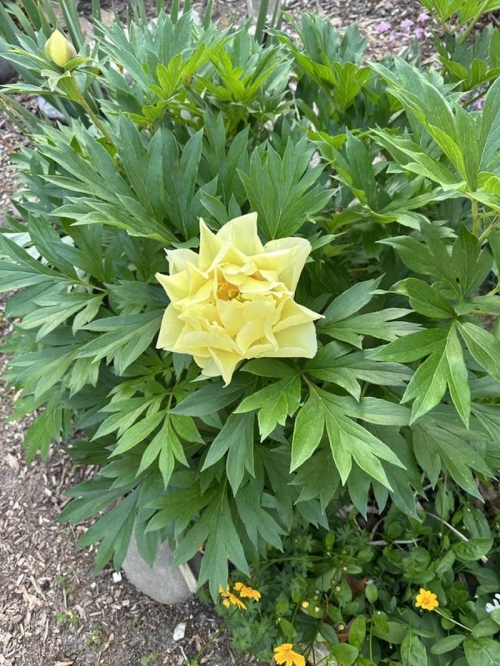 Sau ly hôn, vợ cũ quyền lực của Đàm Vĩnh Hưng sống trong biệt thự sang chảnh không kém ông hoàng nhạc Việt-8