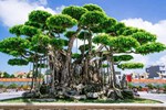 Chiêm ngưỡng cây nhãn bonsai cổ thụ, giá bán lên đến gần 200 triệu đồng-5