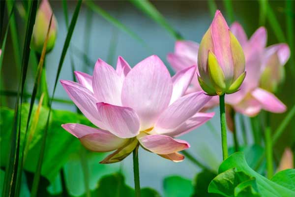 Nửa cuối năm dốc toàn lực, 4 con giáp tiếp tục thăng tiến, tiền đồ như gấm, tiền bạc như mưa-5