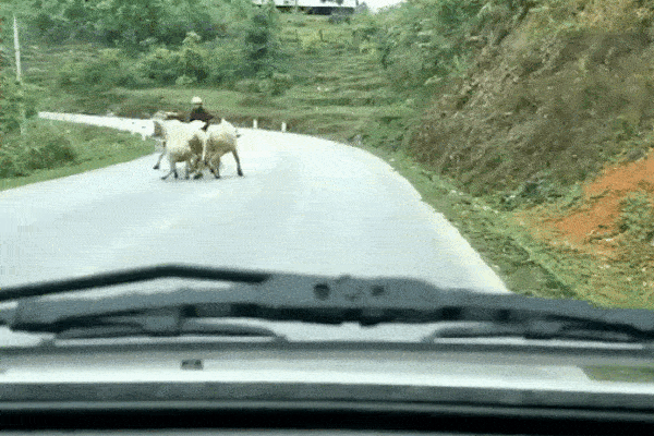 Lao vào đàn trâu, tài xế xe máy ngã lăn ra đường