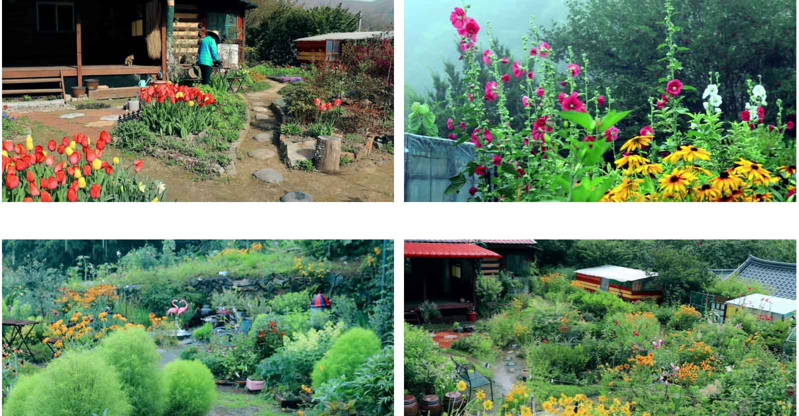 Cặp vợ chồng về quê mua nhà sống giữa thung lũng hoa, từ chối khách đến thăm vì một lý do-9