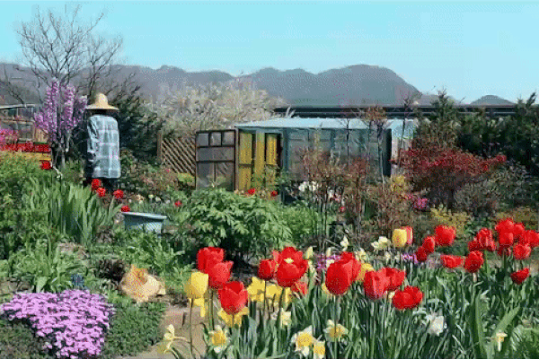 Cặp vợ chồng về quê mua nhà sống giữa thung lũng hoa, từ chối khách đến thăm vì một lý do