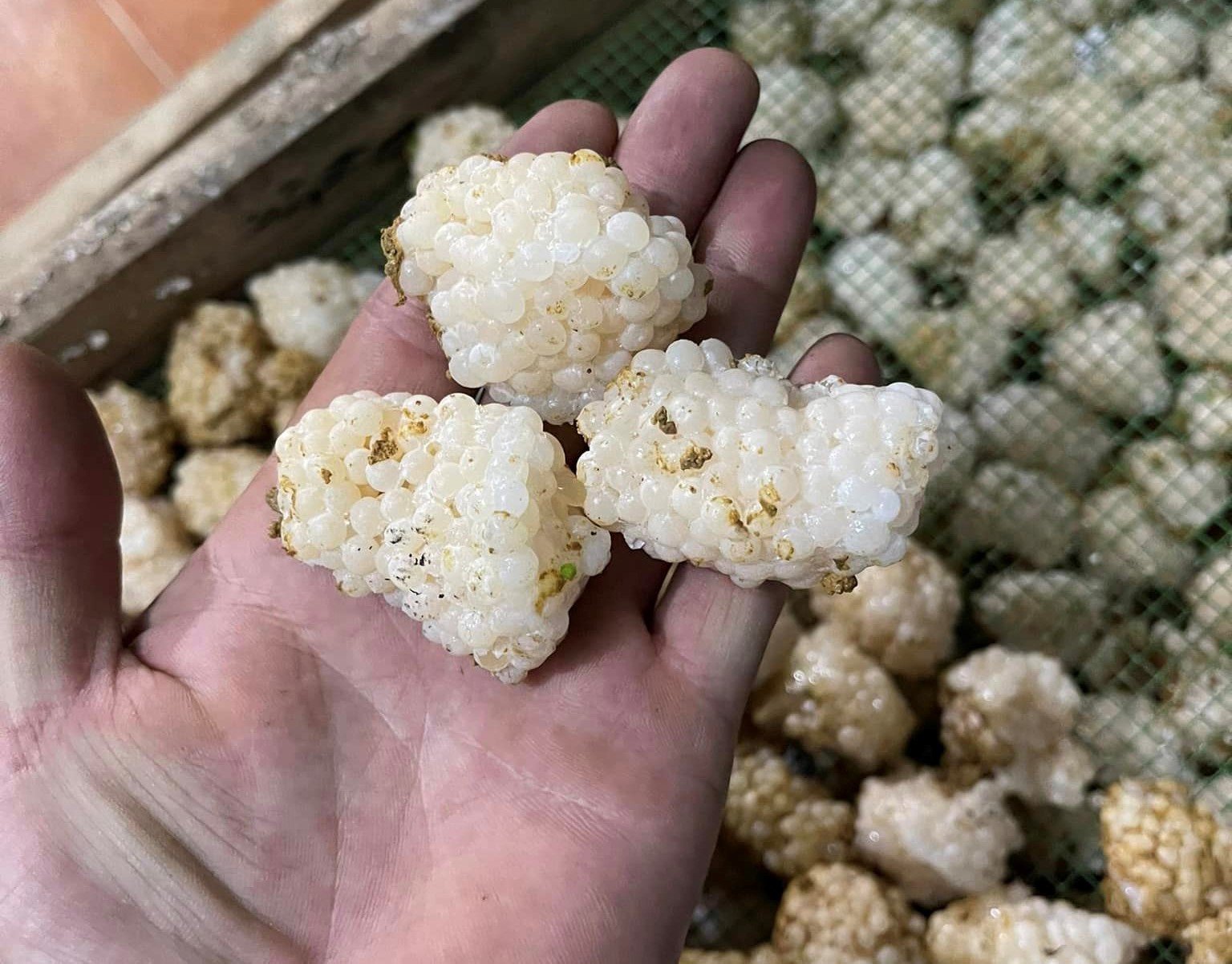 Loại trứng nhỏ xíu giá 800.000 đồng/kg vẫn cháy” hàng-1