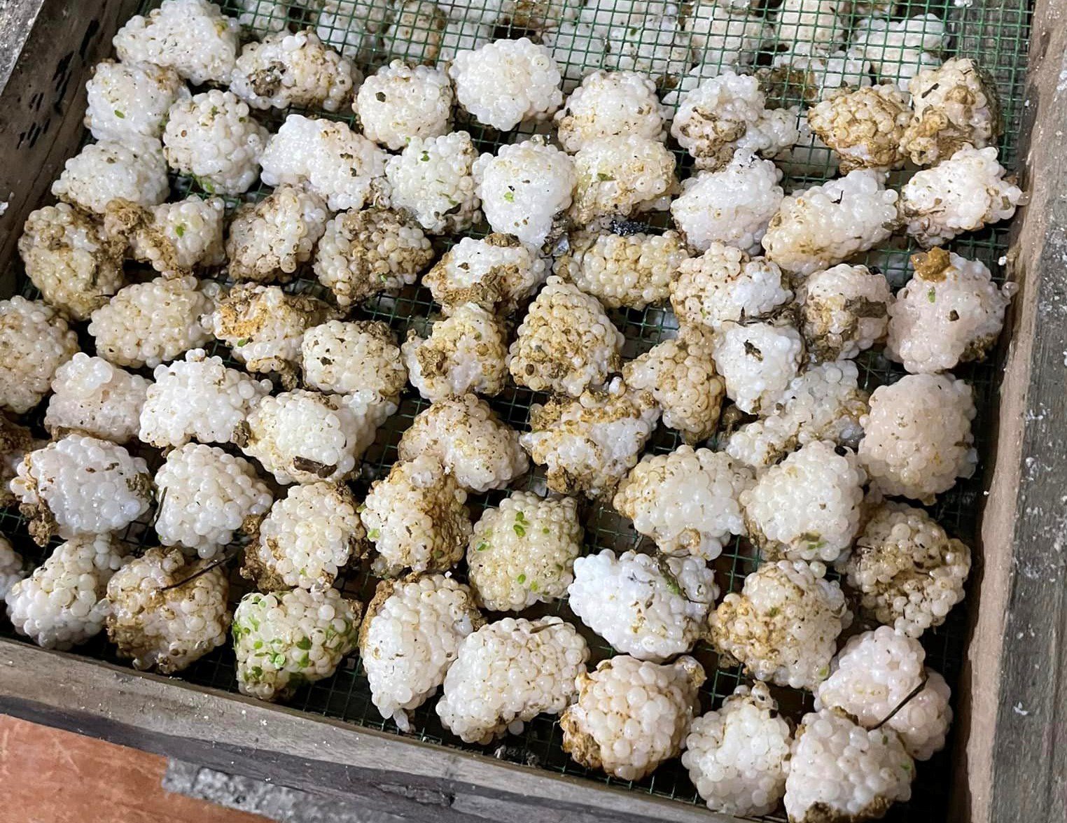 Loại trứng nhỏ xíu giá 800.000 đồng/kg vẫn cháy” hàng-2