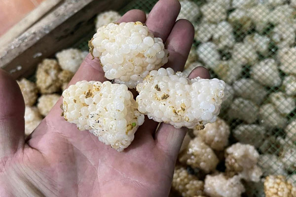 Vì sao nho đắt nhất thế giới lại có giá rẻ bất ngờ?-3