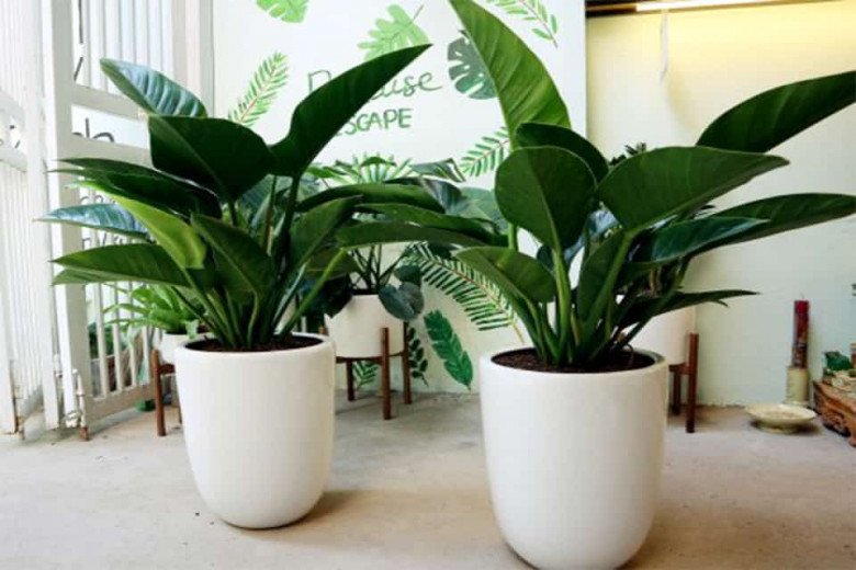 Trồng 1 trong 3 loại hoa vương công quý tộc” này trong nhà, không giàu sang cũng phú quý-1