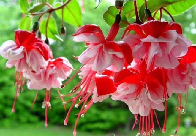 Trồng 1 trong 3 loại hoa vương công quý tộc” này trong nhà, không giàu sang cũng phú quý-2