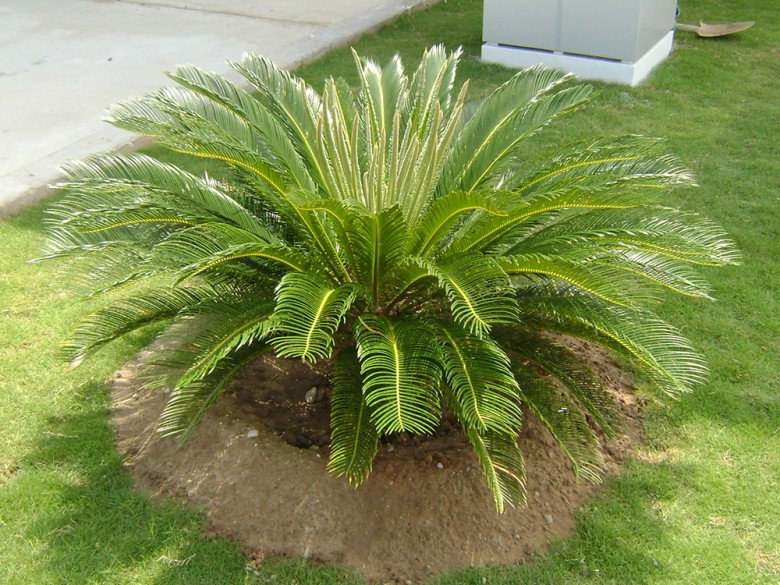 Trồng 1 trong 3 loại hoa vương công quý tộc” này trong nhà, không giàu sang cũng phú quý-3