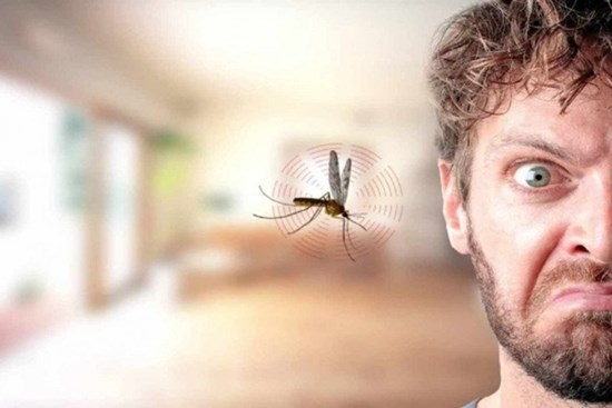 Tại sao tắt điện thì muỗi kêu vo ve, bật điện lên lại không thấy đâu? Câu trả lời khiến nhiều người ngỡ ngàng