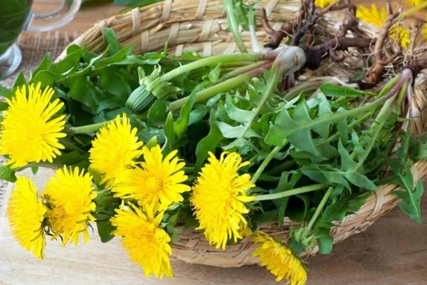 Loại cây mọc dại ven đường nhưng có tác dụng đào thải độc tố ở gan, thận: Thế giới dùng nhiều, Việt Nam cũng rất sẵn-2