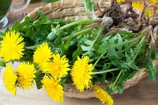 Loại cây mọc dại ven đường nhưng có tác dụng đào thải độc tố ở gan, thận: Thế giới dùng nhiều, Việt Nam cũng rất sẵn