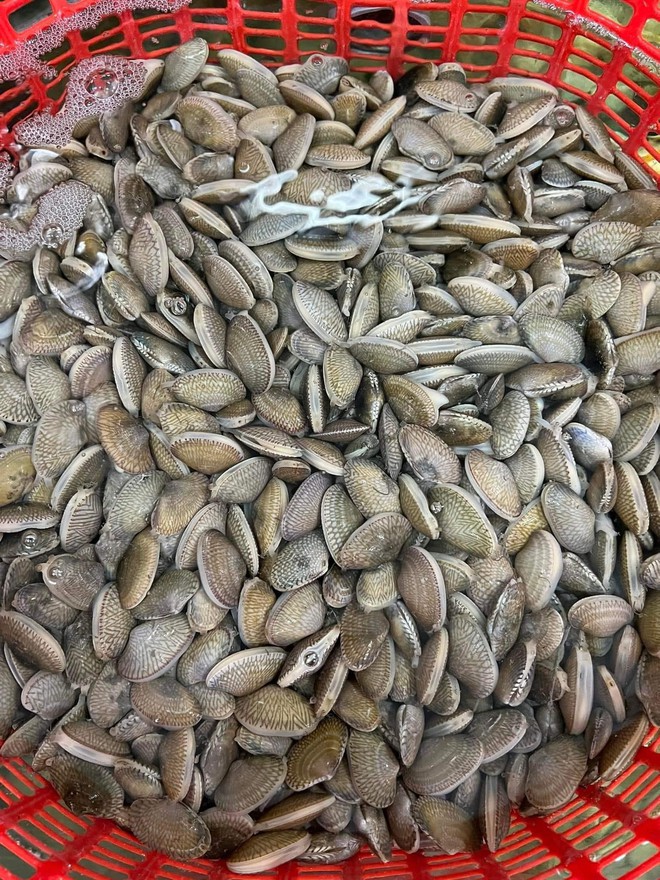 Nhờ em gái đi mua sò lụa giật mình bởi giá 1 triệu 7 cho 2kg và lời phản hồi từ nhà hàng-4