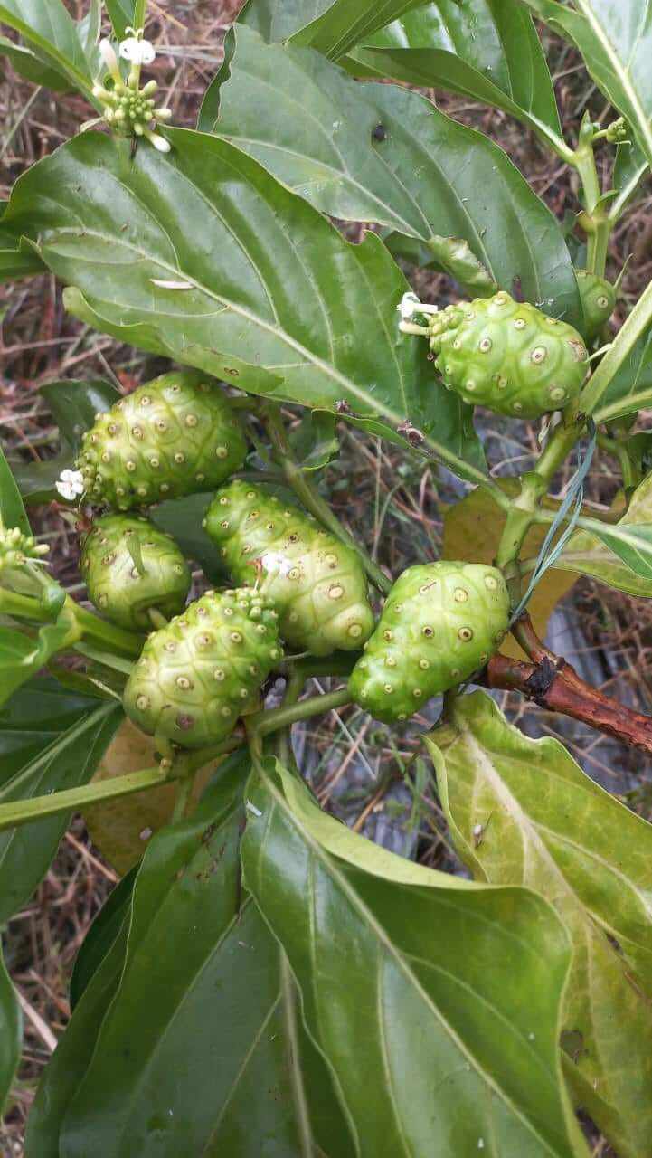 Bán thứ quả lạ”, dân buôn nhập về hơn tạ/ngày vẫn không đủ-1