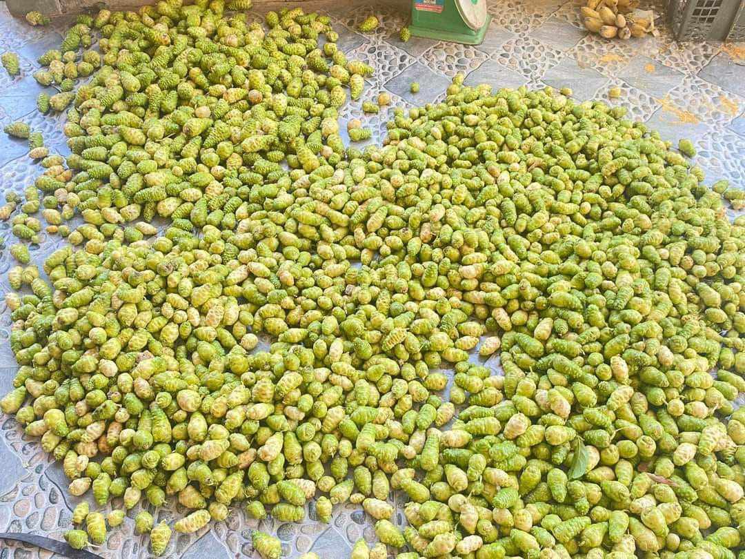 Bán thứ quả lạ”, dân buôn nhập về hơn tạ/ngày vẫn không đủ-3