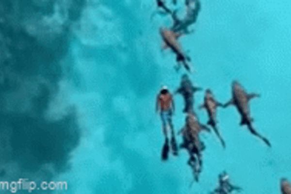 Clip: Du khách liều lĩnh bơi cùng hàng chục con cá mập ở Maldives