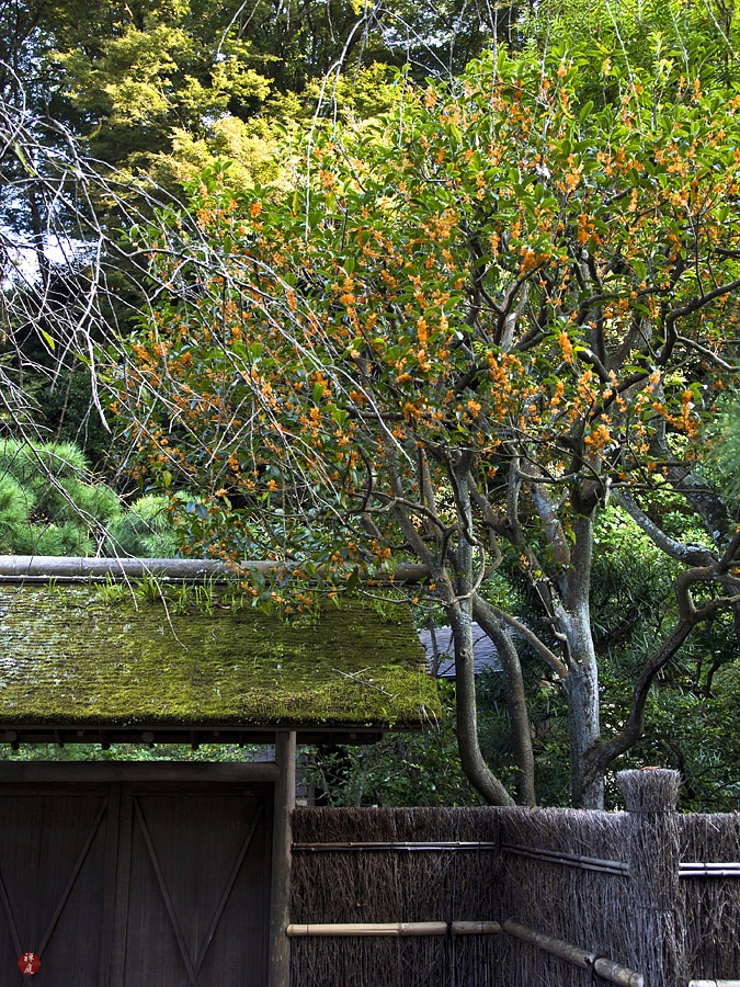 Người xưa nói: Trước nhà có 5 cây cảnh, phú quý không cản nổi, điềm lành tự nhiên về-2