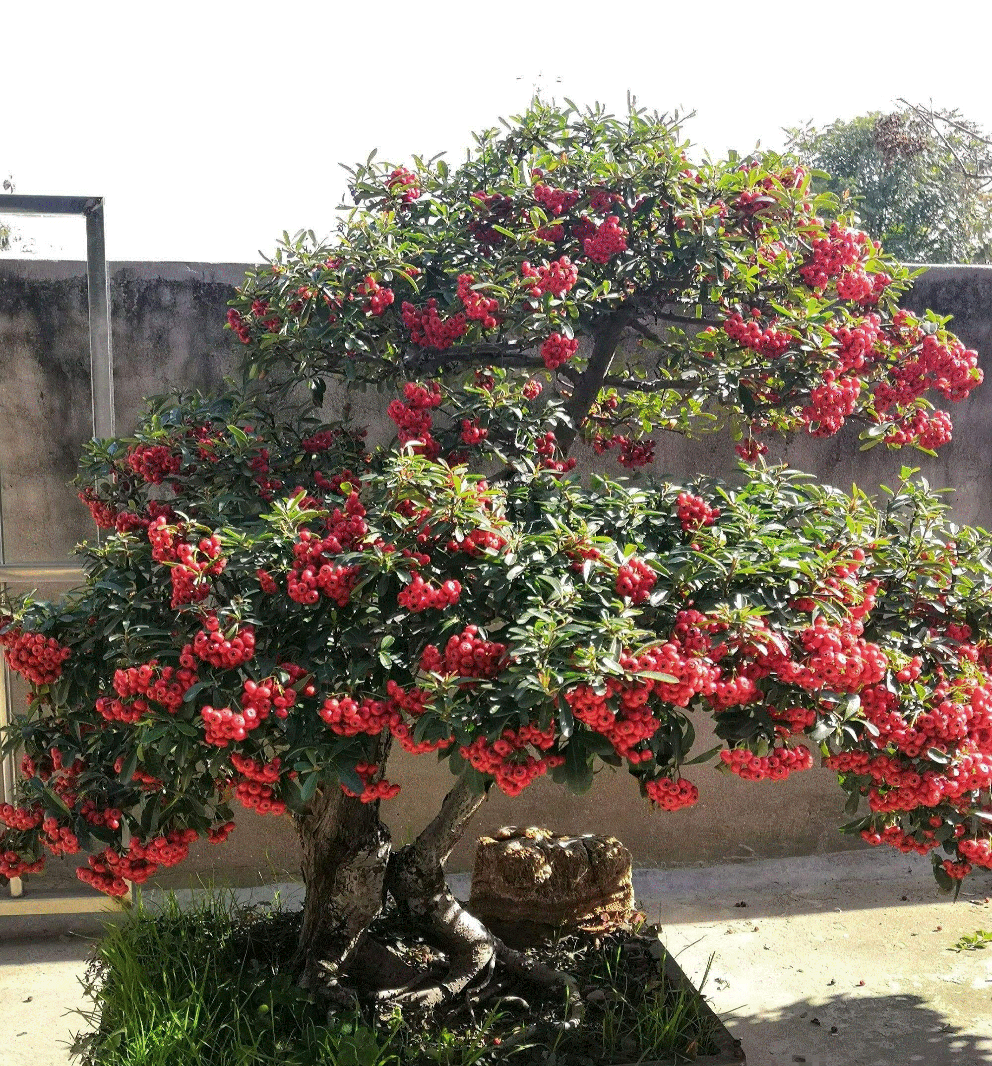 Người xưa nói: Trước nhà có 5 cây cảnh, phú quý không cản nổi, điềm lành tự nhiên về-7