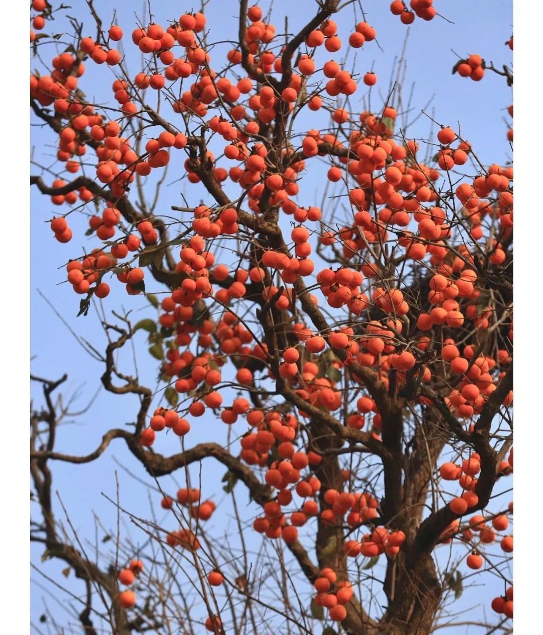 Người xưa nói: Trước nhà có 5 cây cảnh, phú quý không cản nổi, điềm lành tự nhiên về-9