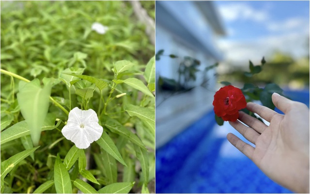 Cơ ngơi đi mỏi chân không hết của nữ ca sĩ vừa gây bão với nhan sắc không tuổi, lọt top tìm kiếm Google chỉ sau một đêm-6