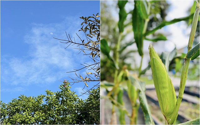 Cơ ngơi đi mỏi chân không hết của nữ ca sĩ vừa gây bão với nhan sắc không tuổi, lọt top tìm kiếm Google chỉ sau một đêm-9