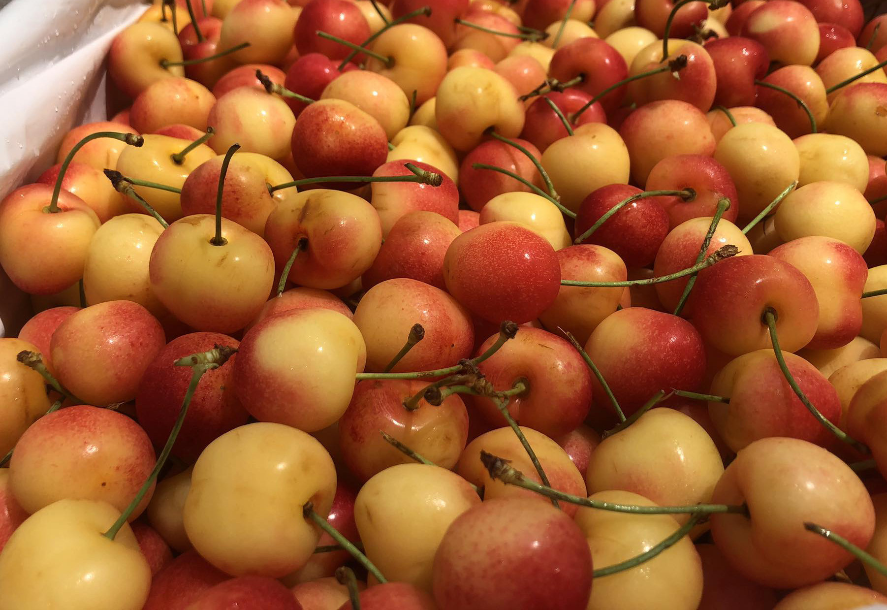 Cherry nhập khẩu bán đầy chợ Việt, hàng Mỹ giá rẻ chưa từng có-3