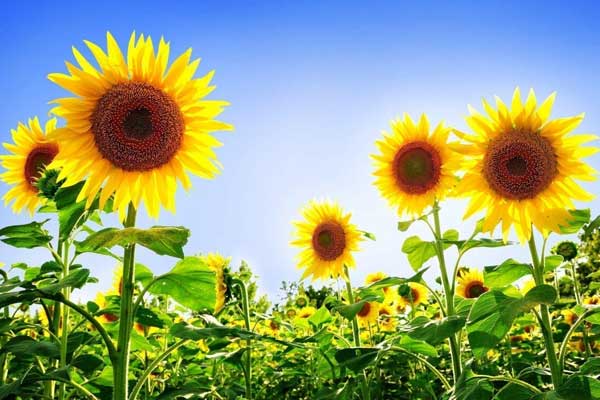 Tai ương qua đi: 3 con giáp gặp nhiều may mắn, chuyển vận tốt lành, tình tiền viên mãn trong cuối tháng 7-4