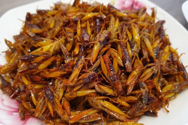 Ăn châu chấu rang, người đàn ông nhập viện khẩn-1