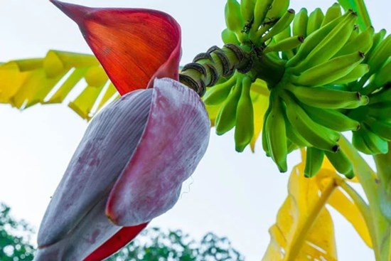 3 loại hoa trong vườn nhà là 'vựa thuốc quý' giúp bảo vệ lá gan, tốt cho tim, thận