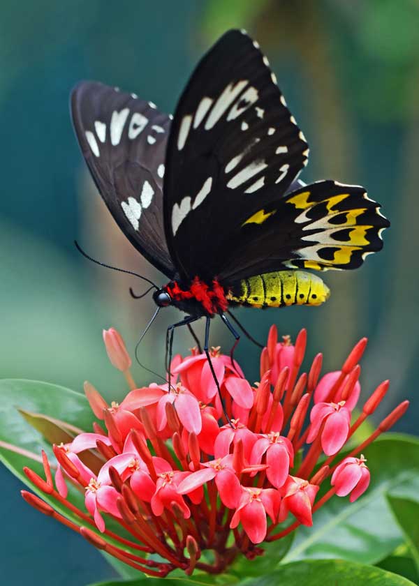 Tai ương qua đi: 3 con giáp gặp nhiều may mắn, chuyển vận tốt lành, tình tiền viên mãn trong cuối tháng 7-1