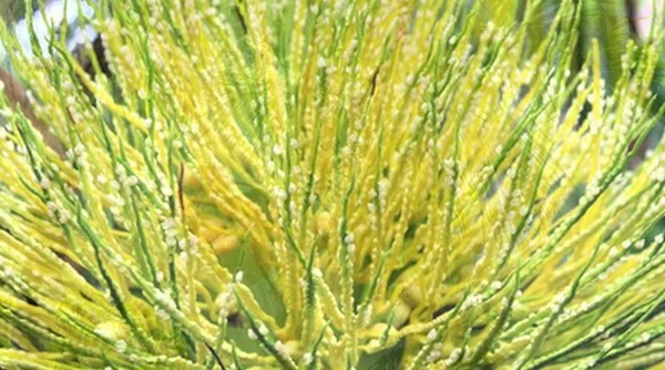 3 loại hoa trong vườn nhà là vựa thuốc quý giúp bảo vệ lá gan, tốt cho tim, thận-1