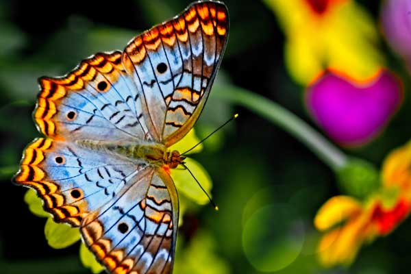 Tai ương qua đi: 3 con giáp gặp nhiều may mắn, chuyển vận tốt lành, tình tiền viên mãn trong cuối tháng 7-3