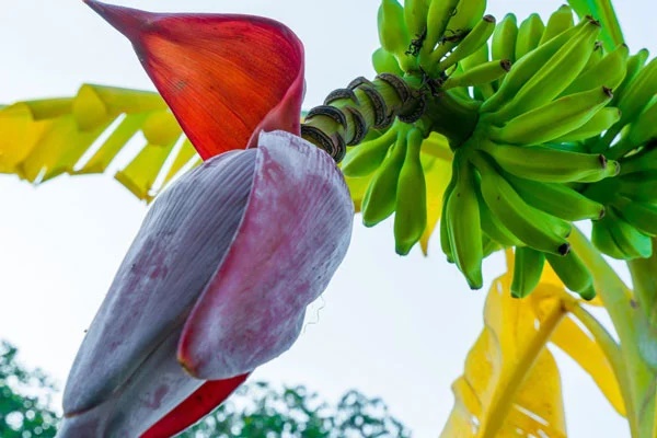 3 loại hoa trong vườn nhà là vựa thuốc quý giúp bảo vệ lá gan, tốt cho tim, thận-2