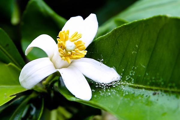 3 loại hoa trong vườn nhà là vựa thuốc quý giúp bảo vệ lá gan, tốt cho tim, thận-3